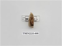 藏品(褐脈舟蛾)的圖片